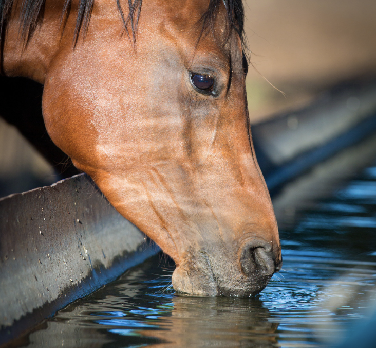 soin cheval